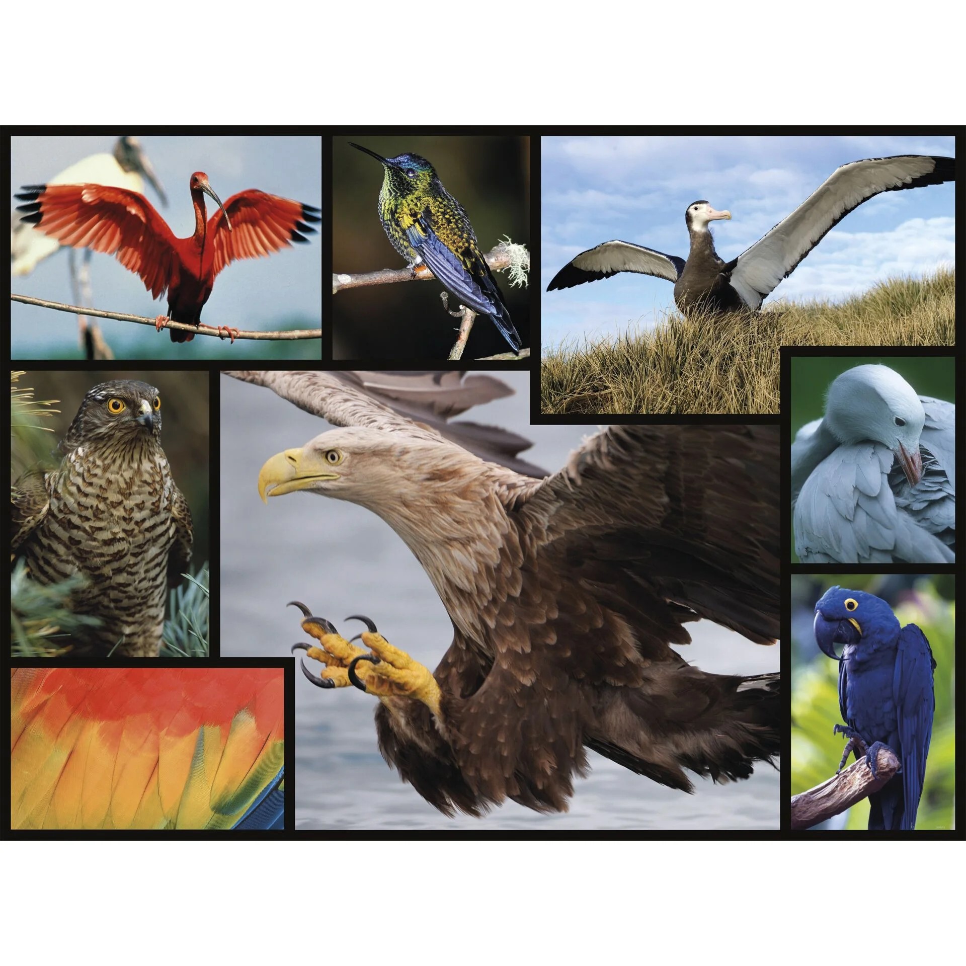 Ambassador Voegel 1000 Teile Spielwaren