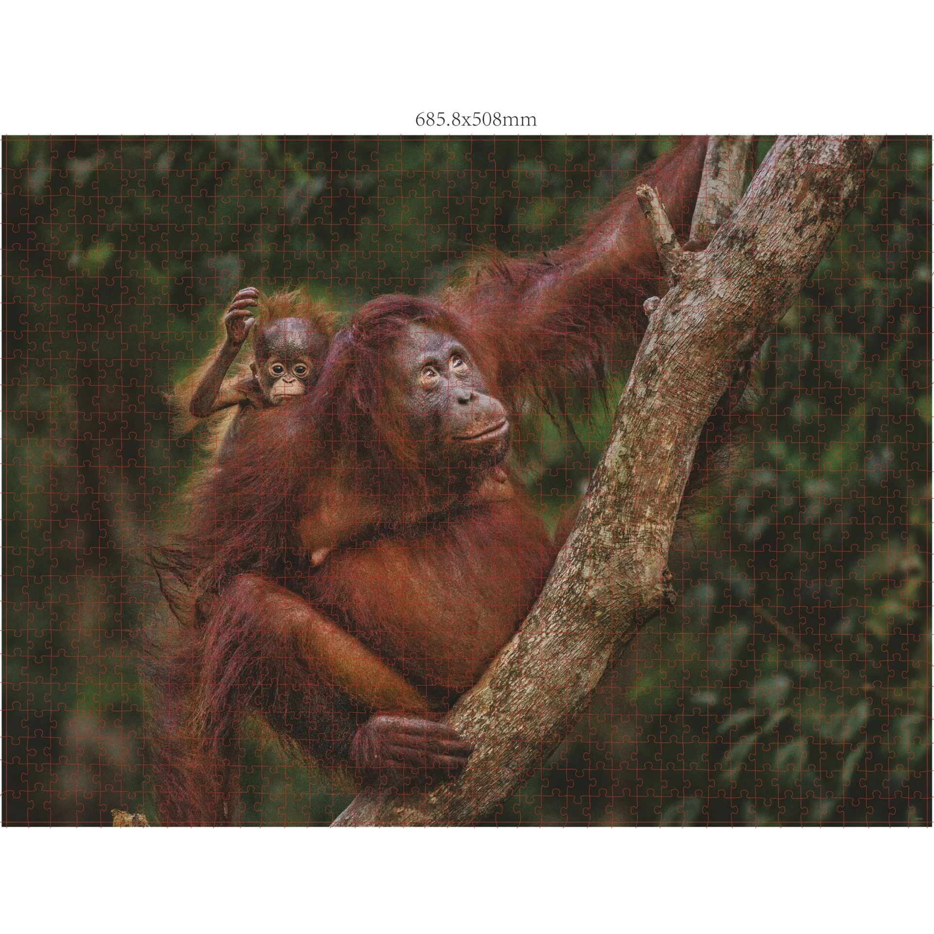 Ambassador Wildtier Familien 3x1000 Teile  Donal Boyd  Spielwaren